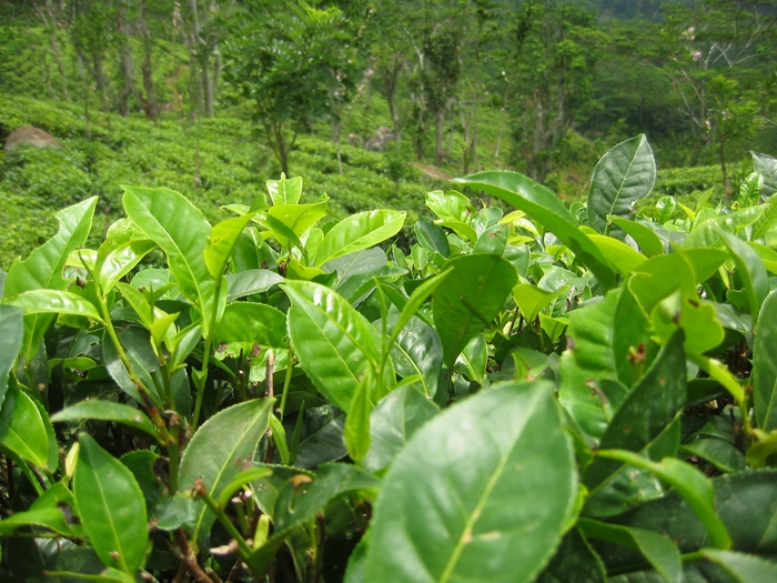 tea_plants (700x525, 322Kb)