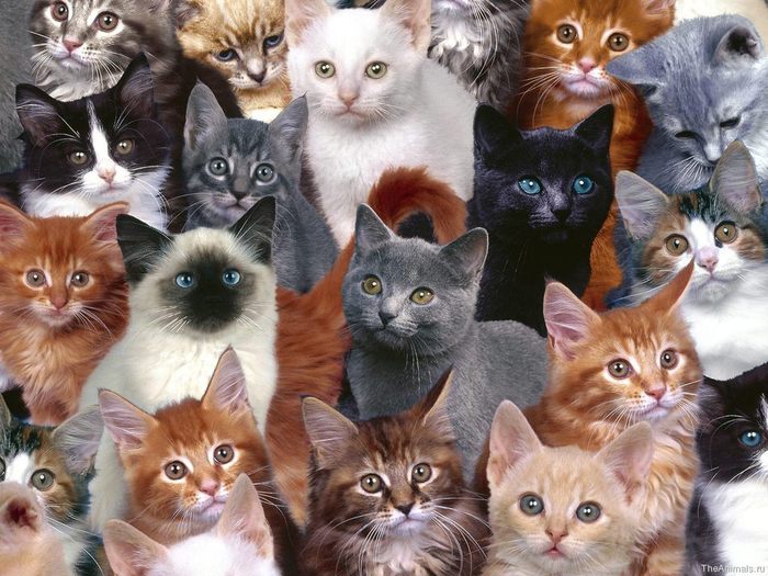 medium_Collection_of_Kittens (700x525, 89Kb)