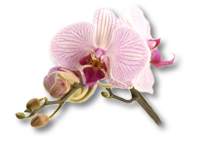 orchid (207x142, 35Kb)