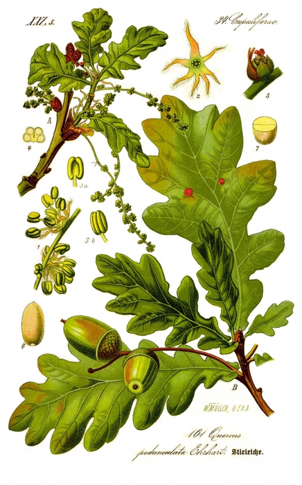  .     . .  Flora von Deutschland, sterreich und der Schweiz, 1885/4316166_Illustration_Quercus_robur0_clean (436x700, 248Kb)