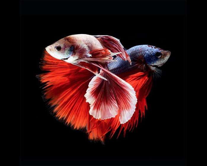 1_Siamese-Fighting-Fish-51 (700x561, 195Kb)