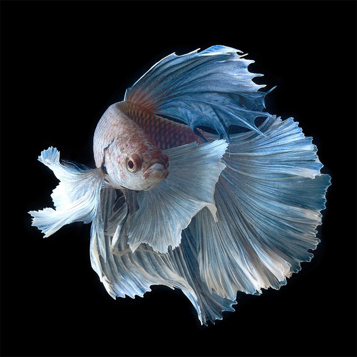 1_Siamese-Fighting-Fish-6 (700x700, 313Kb)