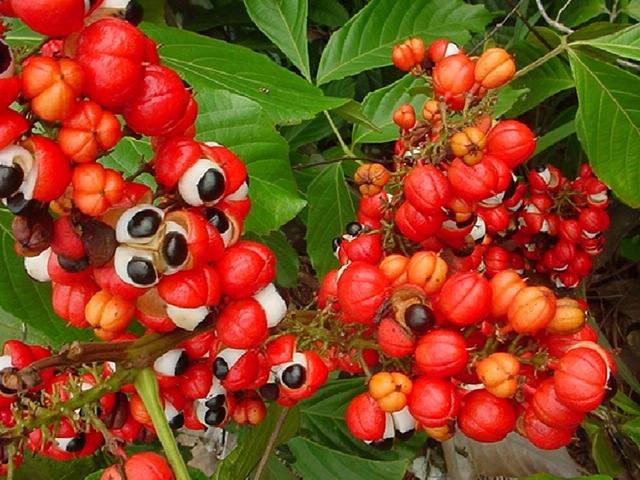 Guarana (640x480, 136Kb)