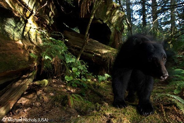 1257152000_wildlife_photographer_40 (600x400, 191Kb)