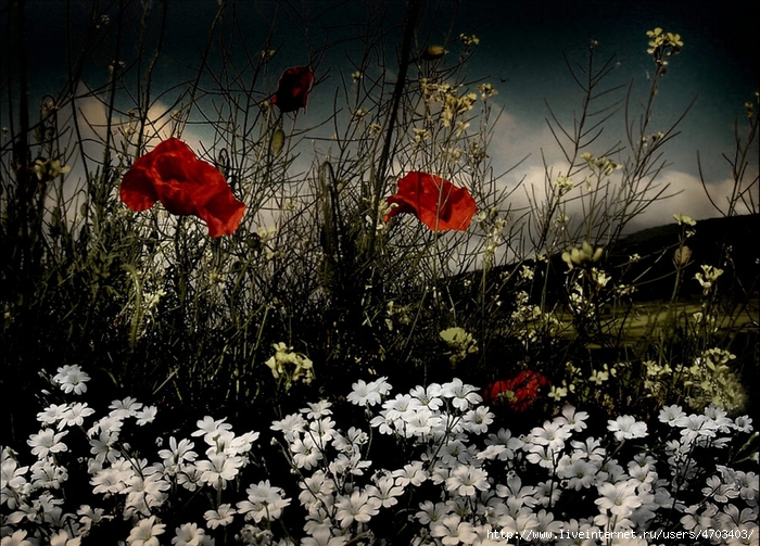 107988455_large_6 (700x503, 361Kb)