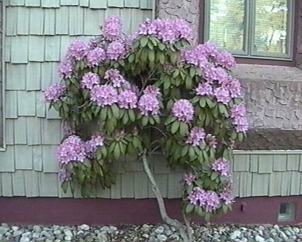 rododendron4 (600x481, 63Kb)