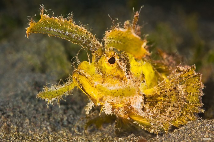 5402287_mg5551ambonscorpionfish (700x466, 107Kb)