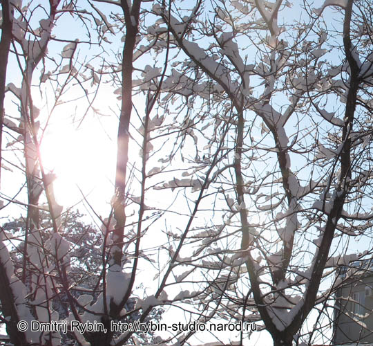 5179278_winter_aa1 (540x500, 138Kb)