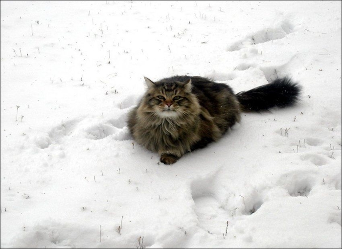 107980372_large_10 (700x509, 181Kb)