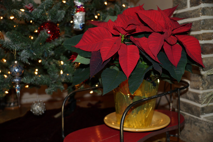 DSC00263_edited-1 (700x466, 116Kb)