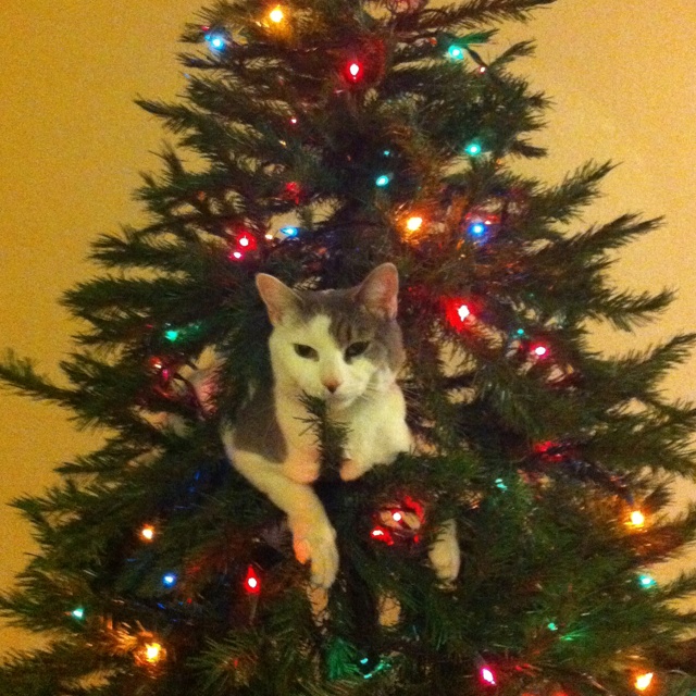 кот на елке