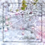  (150x150, 25Kb)