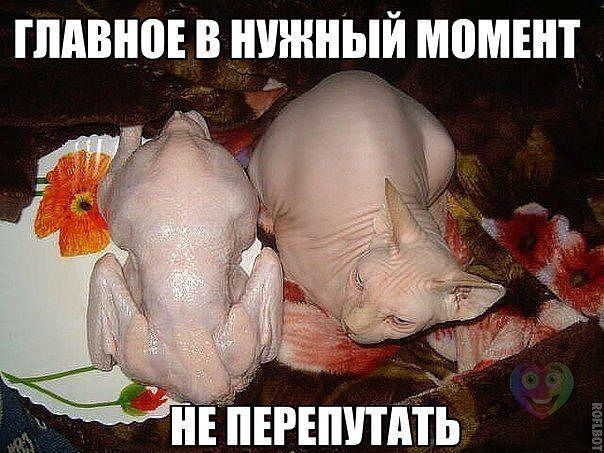 http://img0.liveinternet.ru/images/attach/c/9/108/345/108345120_NE_pereputat_kot_i_kura.jpg