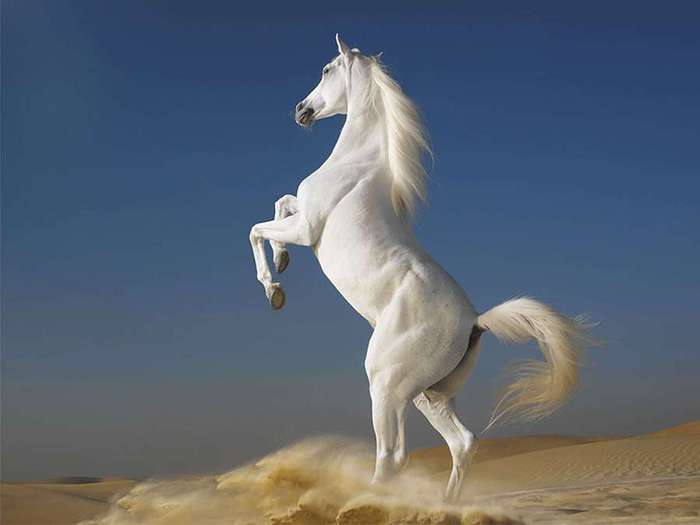 Cavallo-bianco-arabo (700x525, 16Kb)