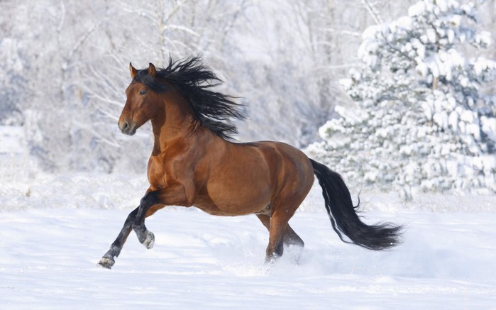 racing-horse-animal-1800x2880 (700x437, 67Kb)
