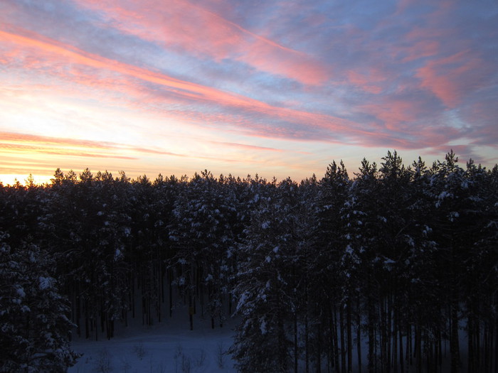 Солнце над лесом фото