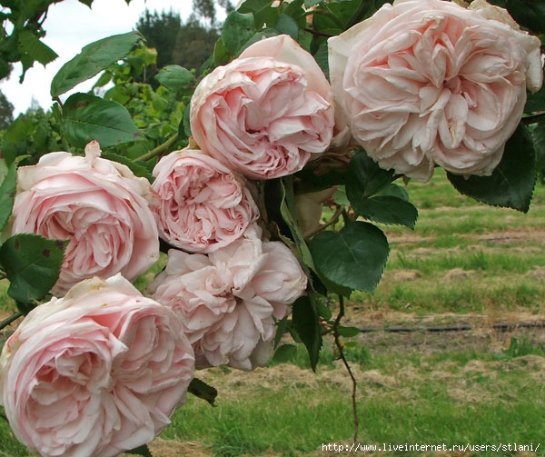pink-bourbon-roses (600x503, 226Kb)