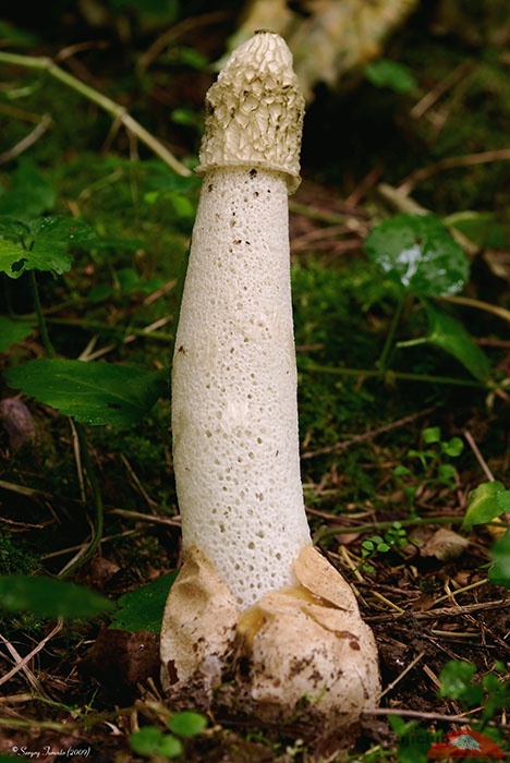 Как называется гриб похожий. Весёлка обыкновенная гриб. Гриб fallus фаллус импудикус. Phallus impudicus Веселка обыкновенная. Весёлка обыкновенная съедобные грибы.