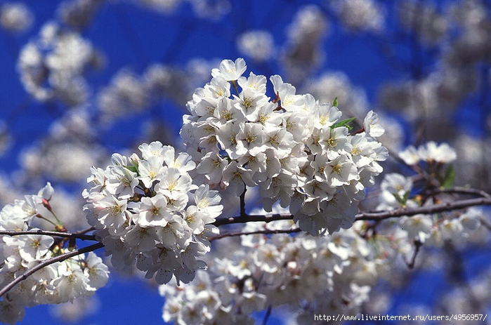 800px-Cherry_tree_blossoms[1] (700x463, 268Kb)