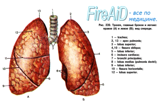 Легкие рисунок с подписями. Строение легкого анатомия. Легкие анатомия латынь. Строение легких с обозначениями. Строение легкого анатомия латынь.