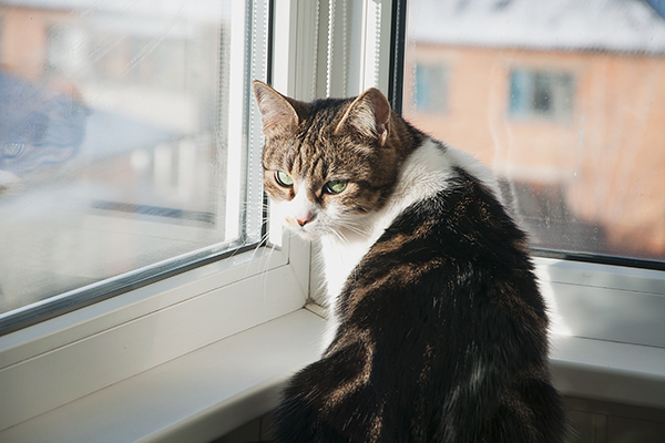 _DSC0005 (600x400, 230Kb)