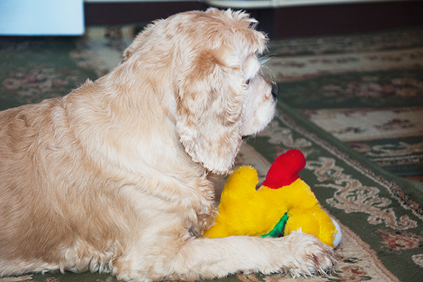 _DSC0019 (600x400, 303Kb)