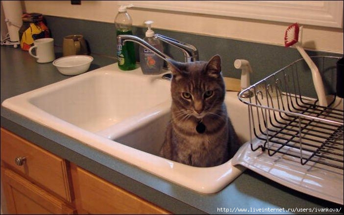 cat-in-sink-08 (700x438, 207Kb)