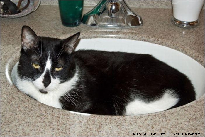 cat-in-sink-09 (700x466, 226Kb)