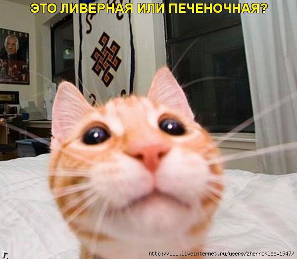 лллл (600x524, 136Kb)