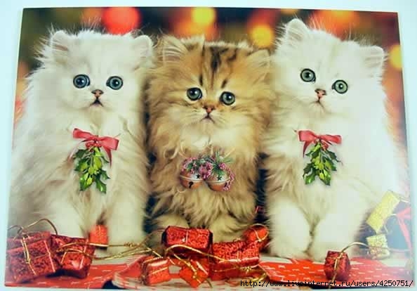 cat-christmas-cards-box-of-12-ho-ho-and-ho-cx810-594x414 (594x414, 116Kb)