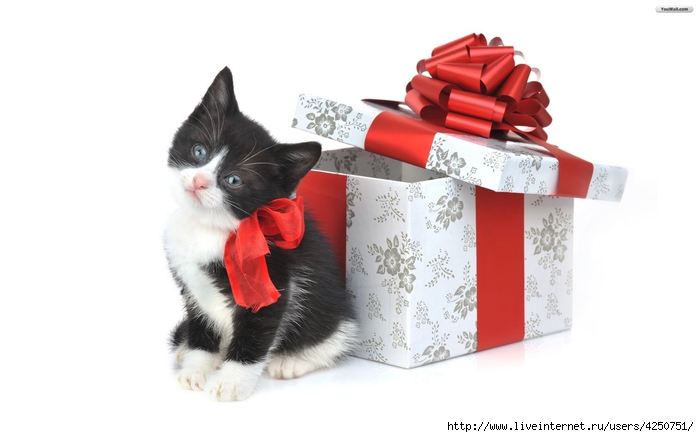 christmas_cats_wallpaper_18b43 (700x437, 120Kb)