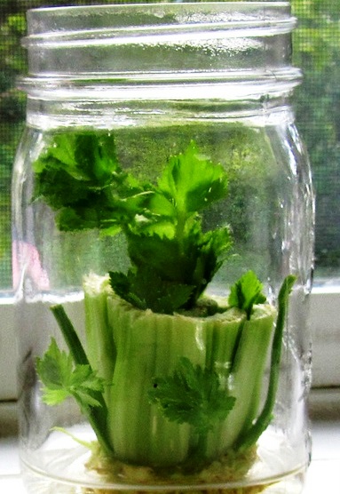 How to grow celery from celery (383x556, 89Kb)