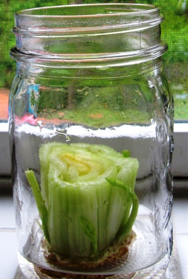 How to grow celery from celery (383x567, 86Kb)