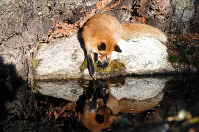   /4387736_12 (693x462, 156Kb)