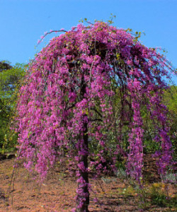 cercis_canadensis_lavender_twist-250x300 (250x300, 113Kb)
