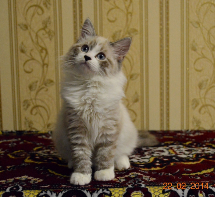 2124546_DSC_0367_1 (700x642, 316Kb)