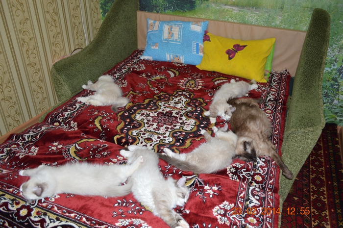 2124546_DSC_0529 (700x465, 321Kb)