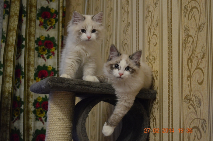 2124546_DSC_0532 (700x465, 247Kb)
