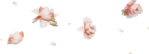  falling flowers-petals (500x181, 42Kb)