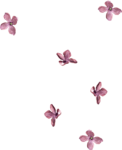  falling lilacs2 (534x655, 90Kb)