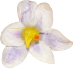  lilac flower (300x282, 94Kb)