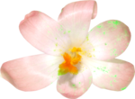  pink single flower (600x441, 288Kb)