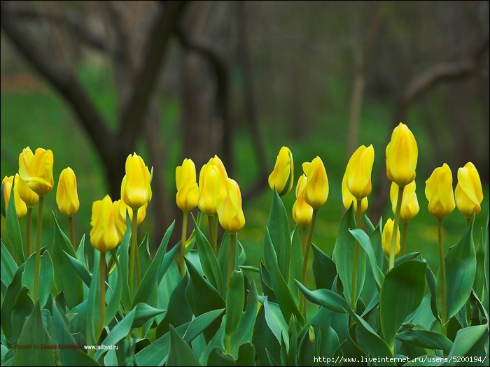 0_9abdc_ad4a3bd6_orig (700x525, 266Kb)