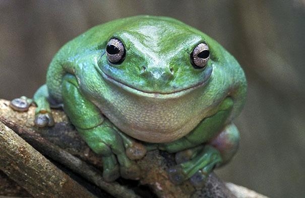 cute-smiling-animals-13 (605x393, 117Kb)