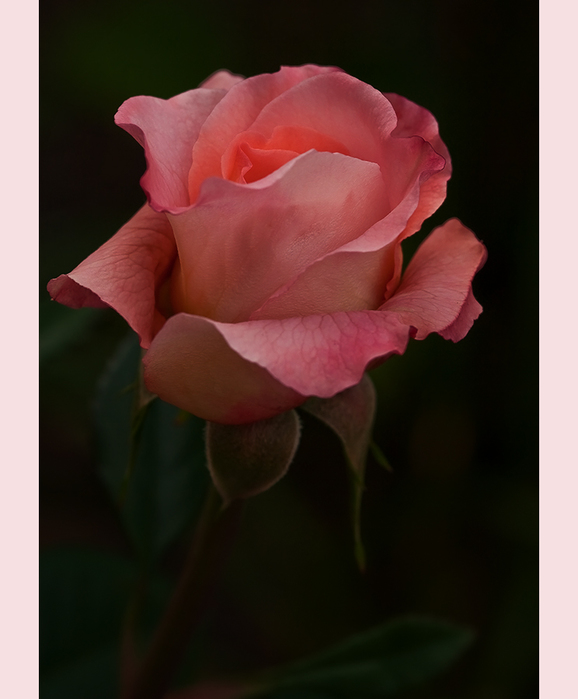 Роза огни парижа фото и описание