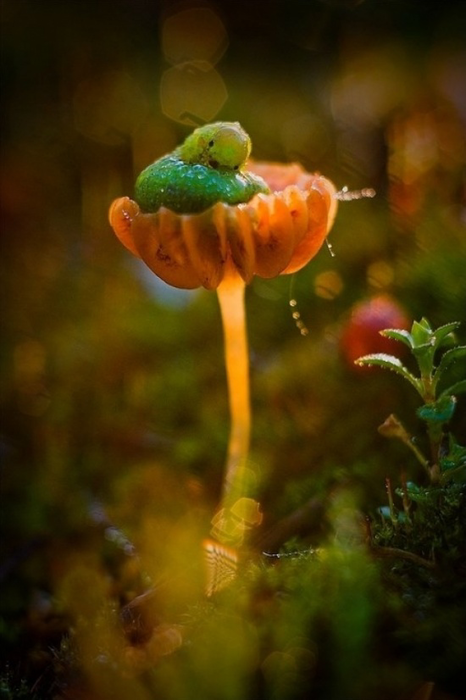 30 (466x700, 344Kb)