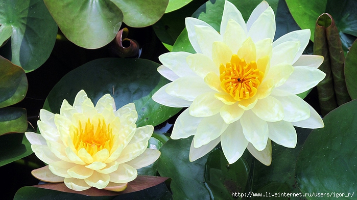 IMG_2164 (700x393, 232Kb)