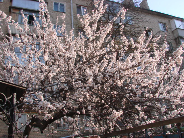 DSC05825 (640x480, 449Kb)