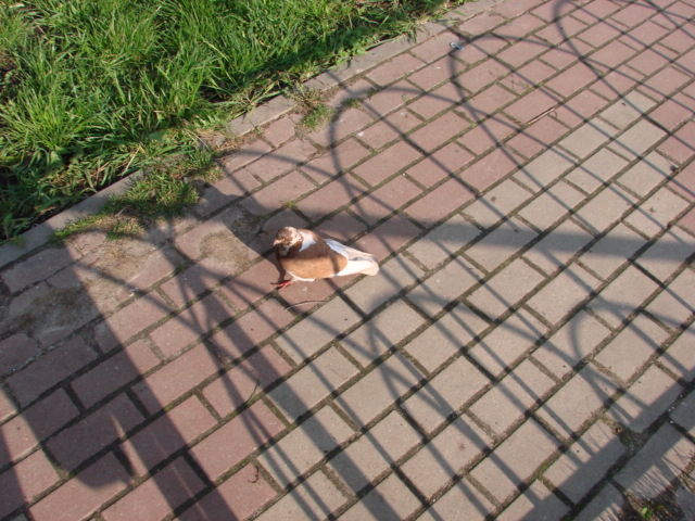 DSC05830 (640x480, 366Kb)