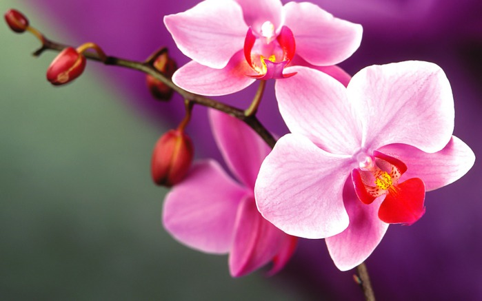4696211_Orchidflowers352552121440900 (700x437, 55Kb)
